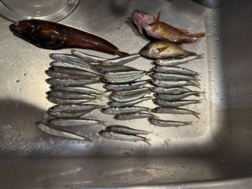 カタクチイワシの釣果