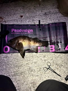 マアジの釣果