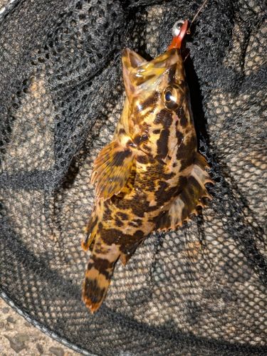 タケノコメバルの釣果