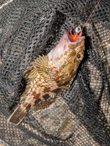 カサゴの釣果