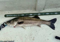 スズキの釣果