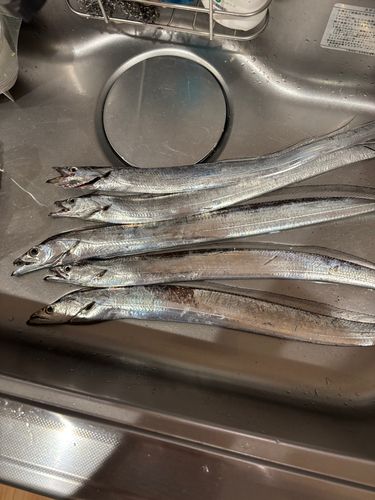 タチウオの釣果