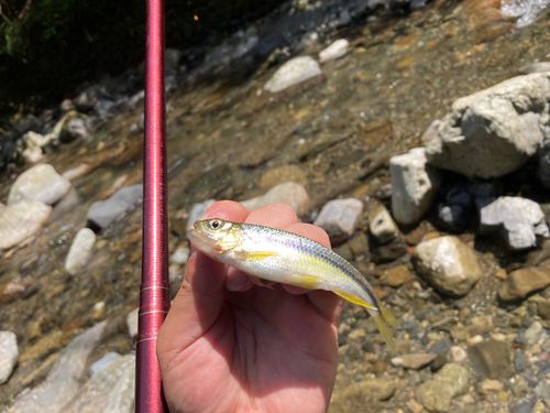 ウグイの釣果