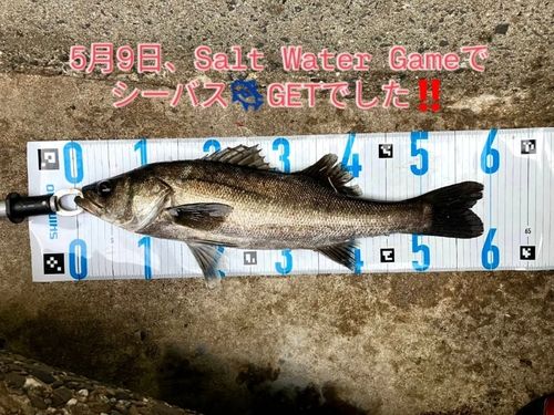 シーバスの釣果