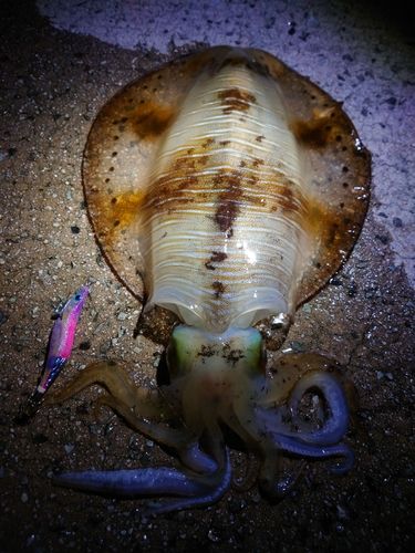 アオリイカの釣果
