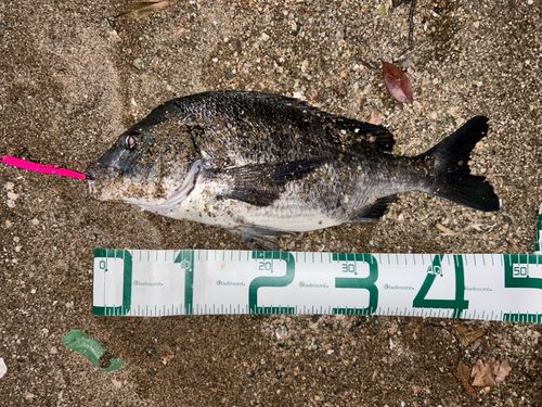 チヌの釣果