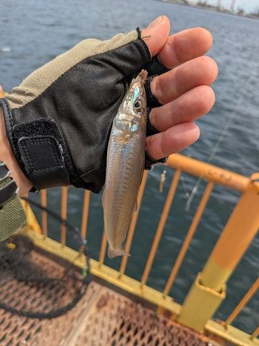 シロギスの釣果