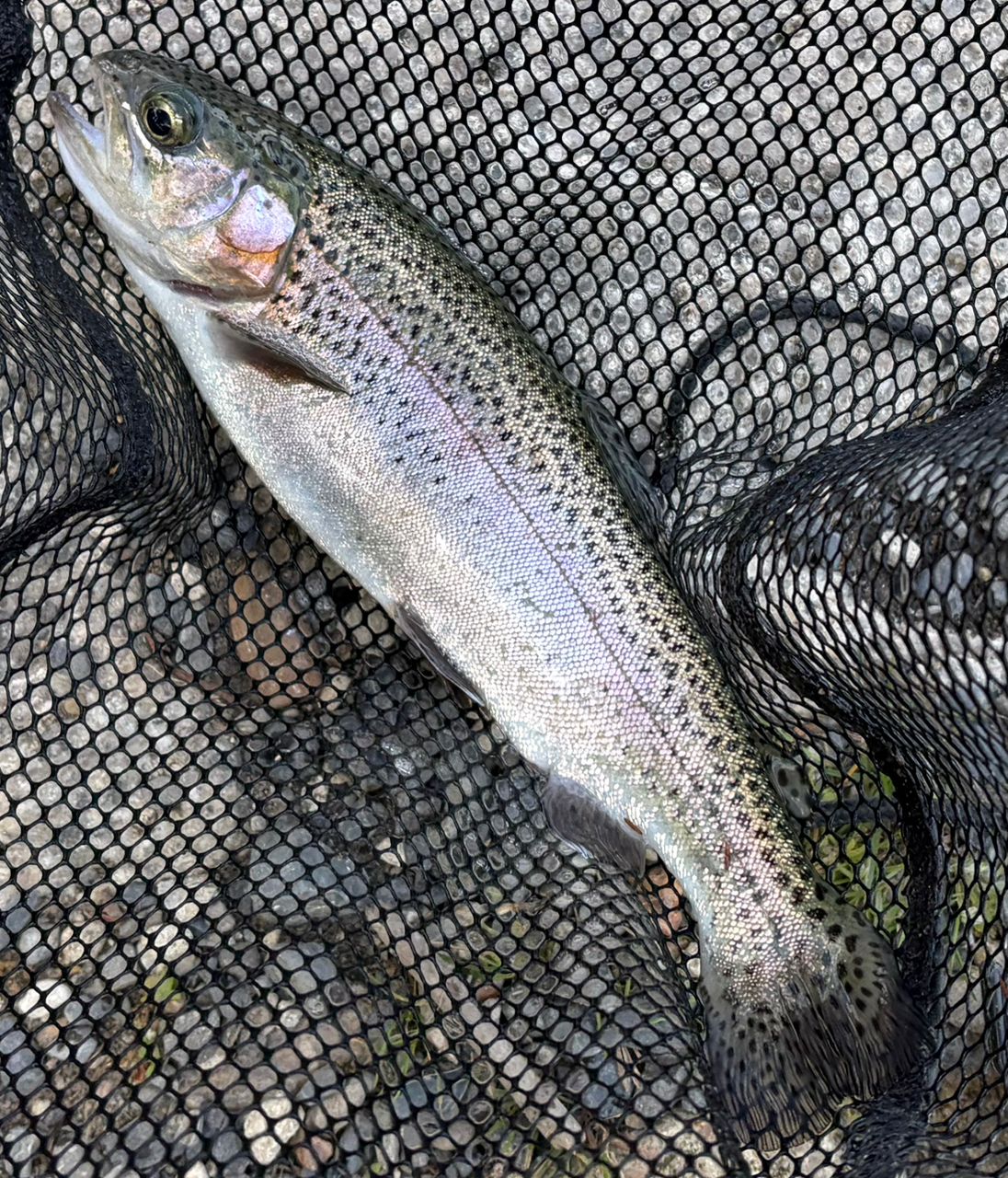 トラウトロッド DAIWA TROUT X AT アブガルシアマスビート3 トラウト X AT(ロッド)｜DAIWA