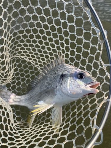 キビレの釣果
