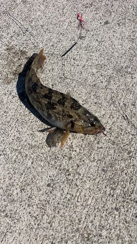アイナメの釣果