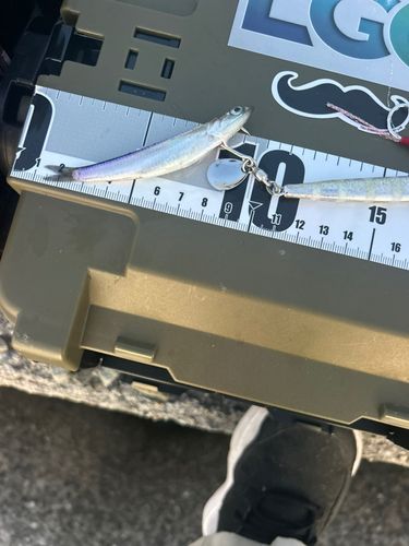 カタクチイワシの釣果