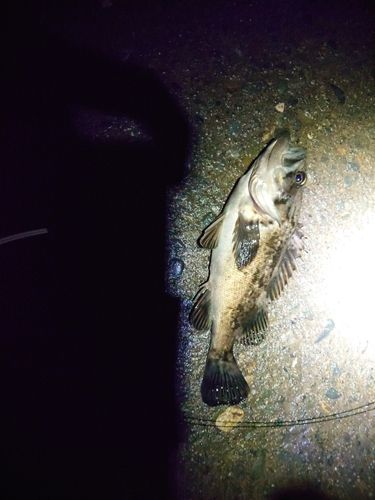 クロソイの釣果