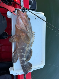 アコウの釣果
