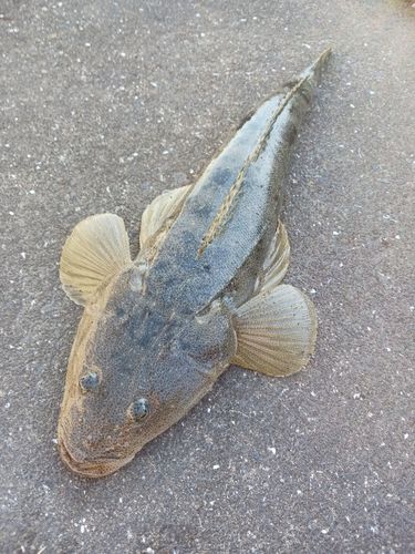 コチの釣果