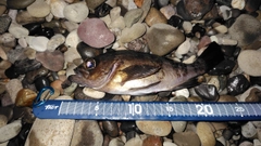 クロメバルの釣果