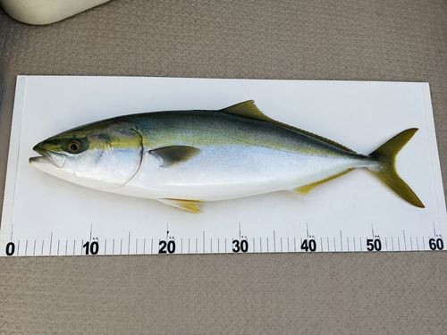 イナダの釣果