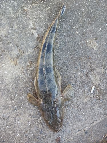 コチの釣果