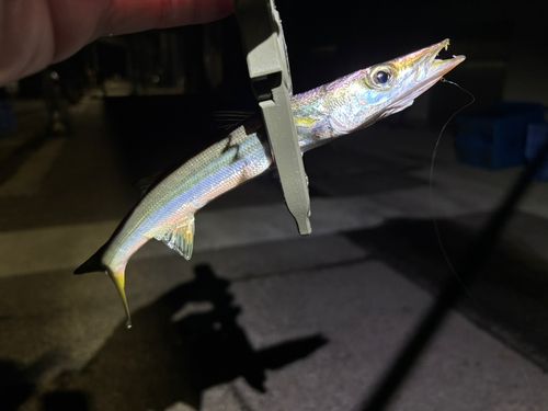 カマスの釣果