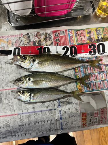 アジの釣果