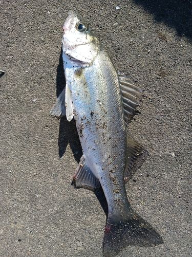 コチの釣果