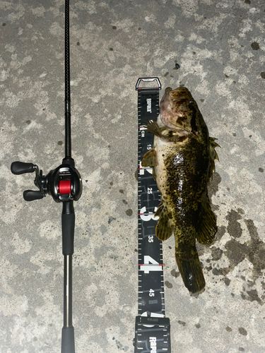 ベッコウゾイの釣果