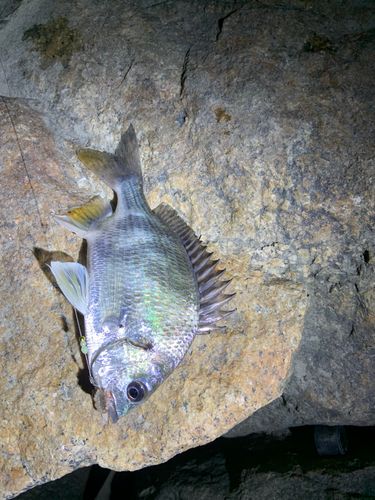キビレの釣果