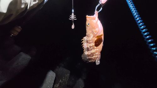 キジハタの釣果