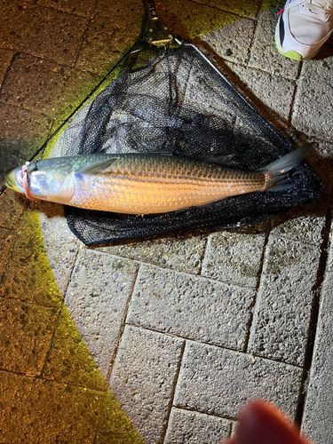 ボラの釣果