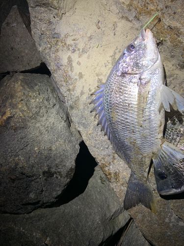 チヌの釣果