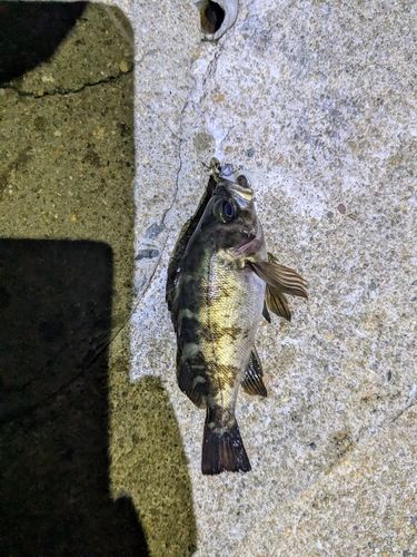 メバルの釣果