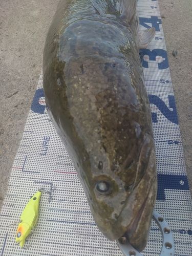 カムルチーの釣果