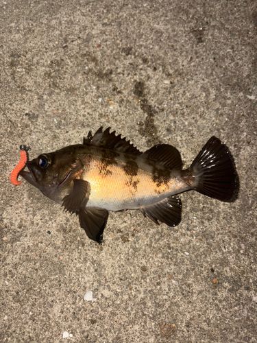 メバルの釣果