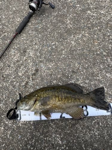 スモールマウスバスの釣果