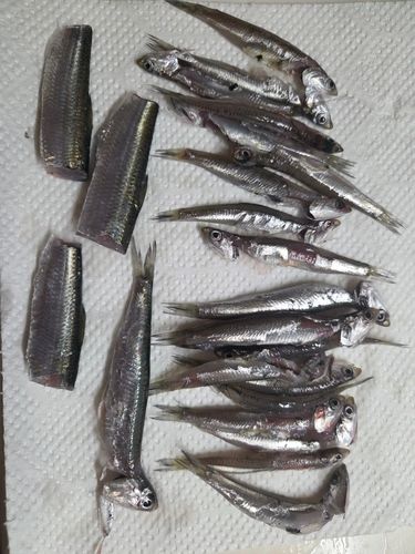 カタクチイワシの釣果