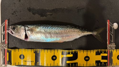 サバの釣果