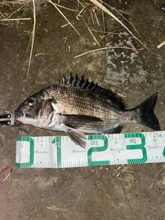 チヌの釣果