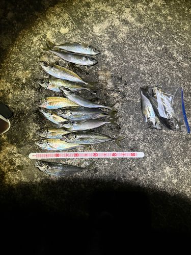 アジの釣果