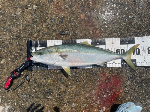 メジロの釣果