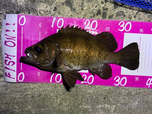 メバルの釣果
