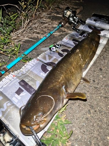 ナマズの釣果
