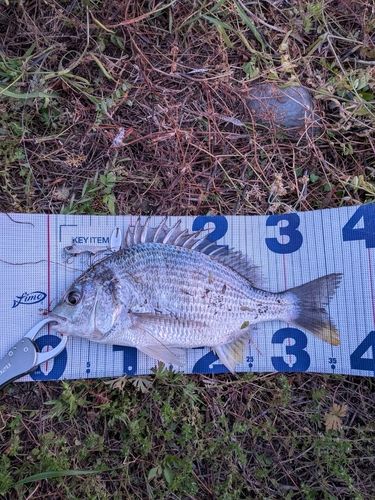 キビレの釣果