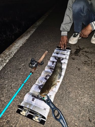 ナマズの釣果