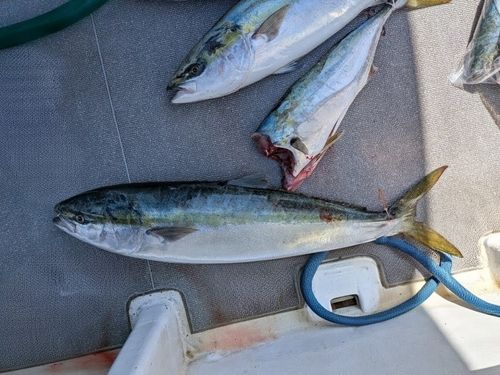 ブリの釣果