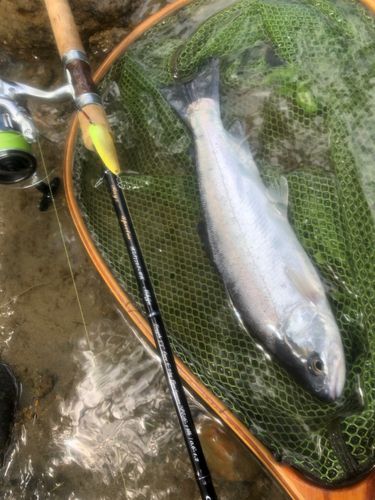 ニジマスの釣果