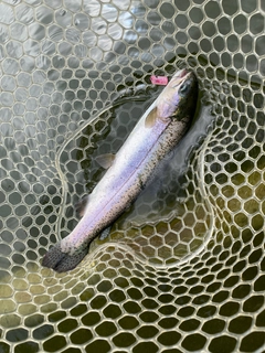 ニジマスの釣果