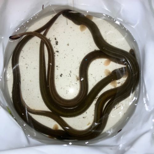 ウナギの釣果