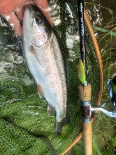 ニジマスの釣果