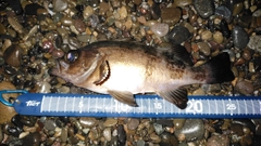 クロメバルの釣果