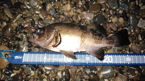 クロメバルの釣果