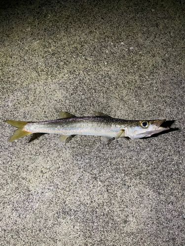 カマスの釣果